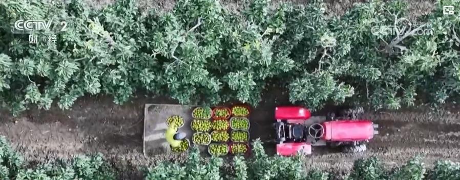 秋粮稳产、虾蟹满仓 金秋时节各地丰收又增收