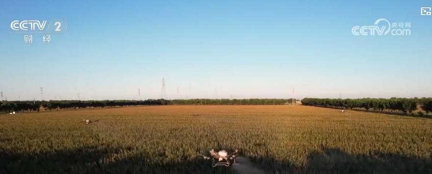 秋粮稳产、虾蟹满仓 金秋时节各地丰收又增收
