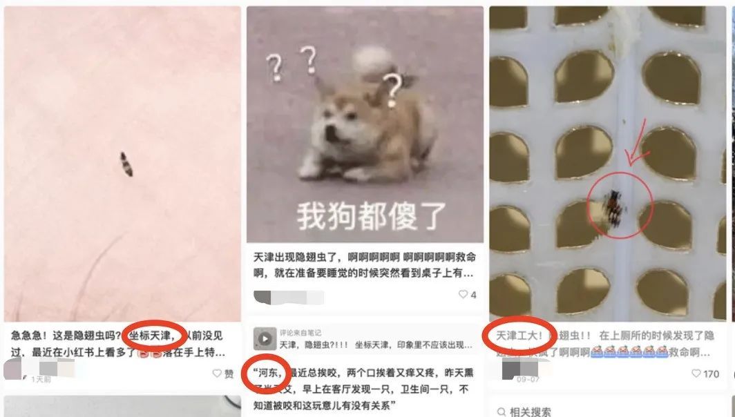 天津出现隐翅虫!毒液堪比硫酸!千万不能用手拍! 天津出现隐翅虫!毒液堪比硫酸!千万不能用手拍!