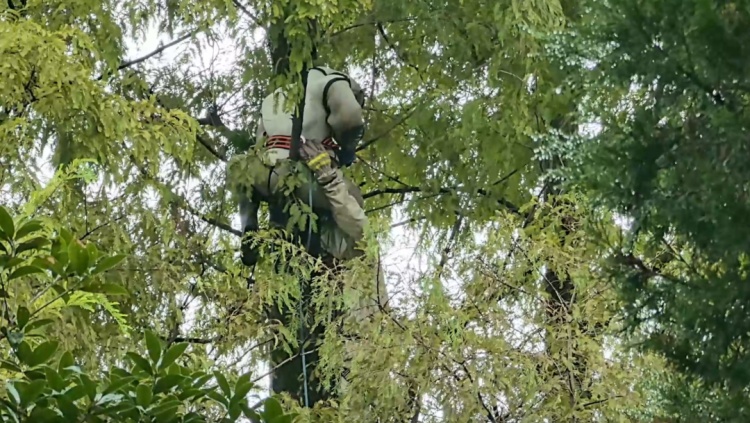 男子在30米高树上昏迷，消防紧急救援