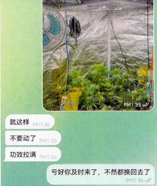 植物怜爱者在线“开班”，课程竟是进修他东说念主栽种大麻……