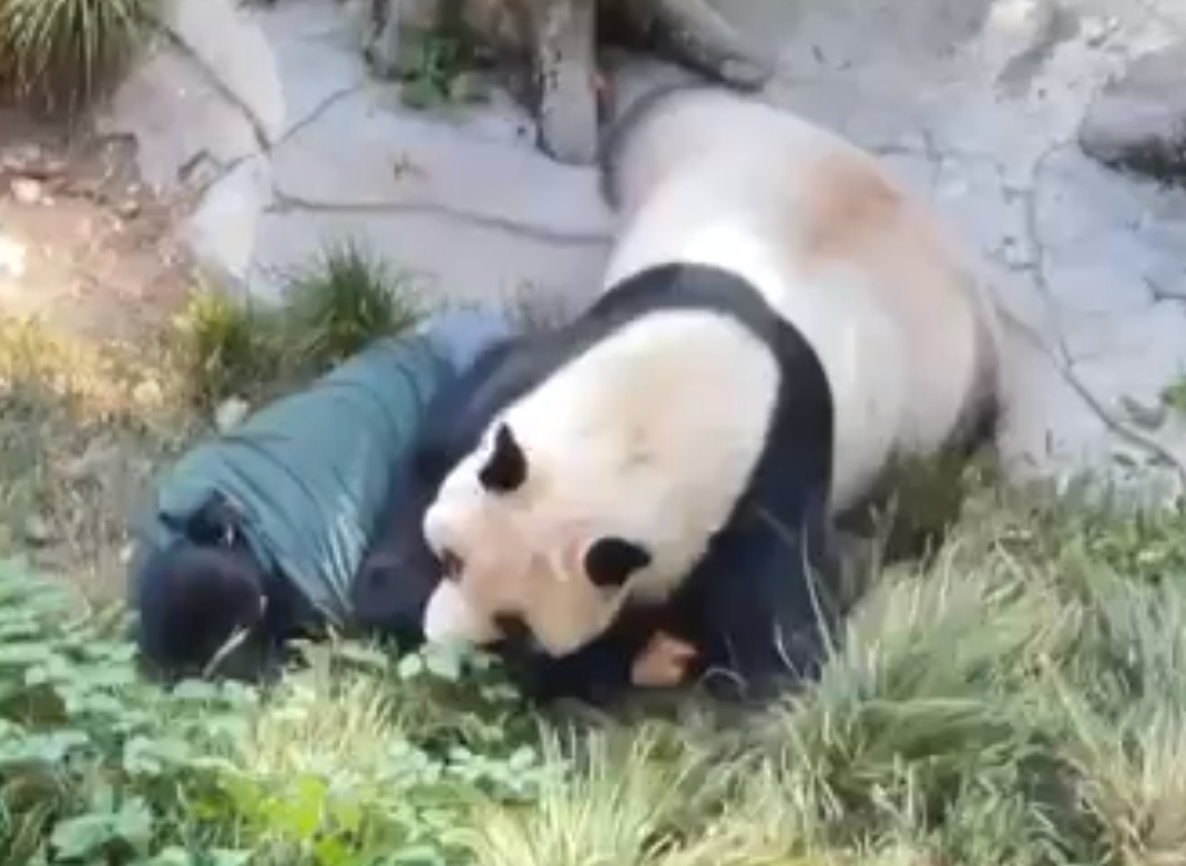 重庆动物园熊猫“丁丁”撕咬饲养员？回应：丁丁没问题，饲养员问题不大