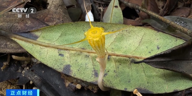 新物种+1！非常稀有 看看长啥样