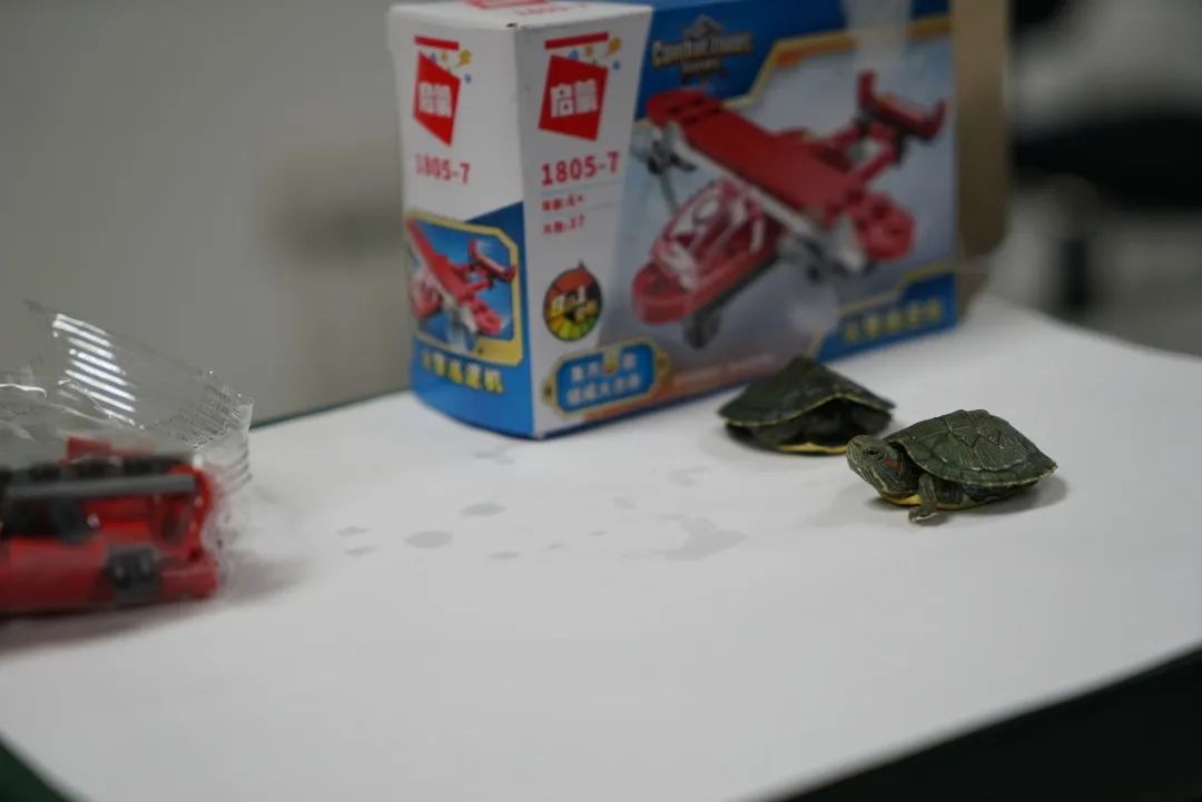 全国首例,走私巴西龟被判刑 全国首例,走私巴西龟被判刑