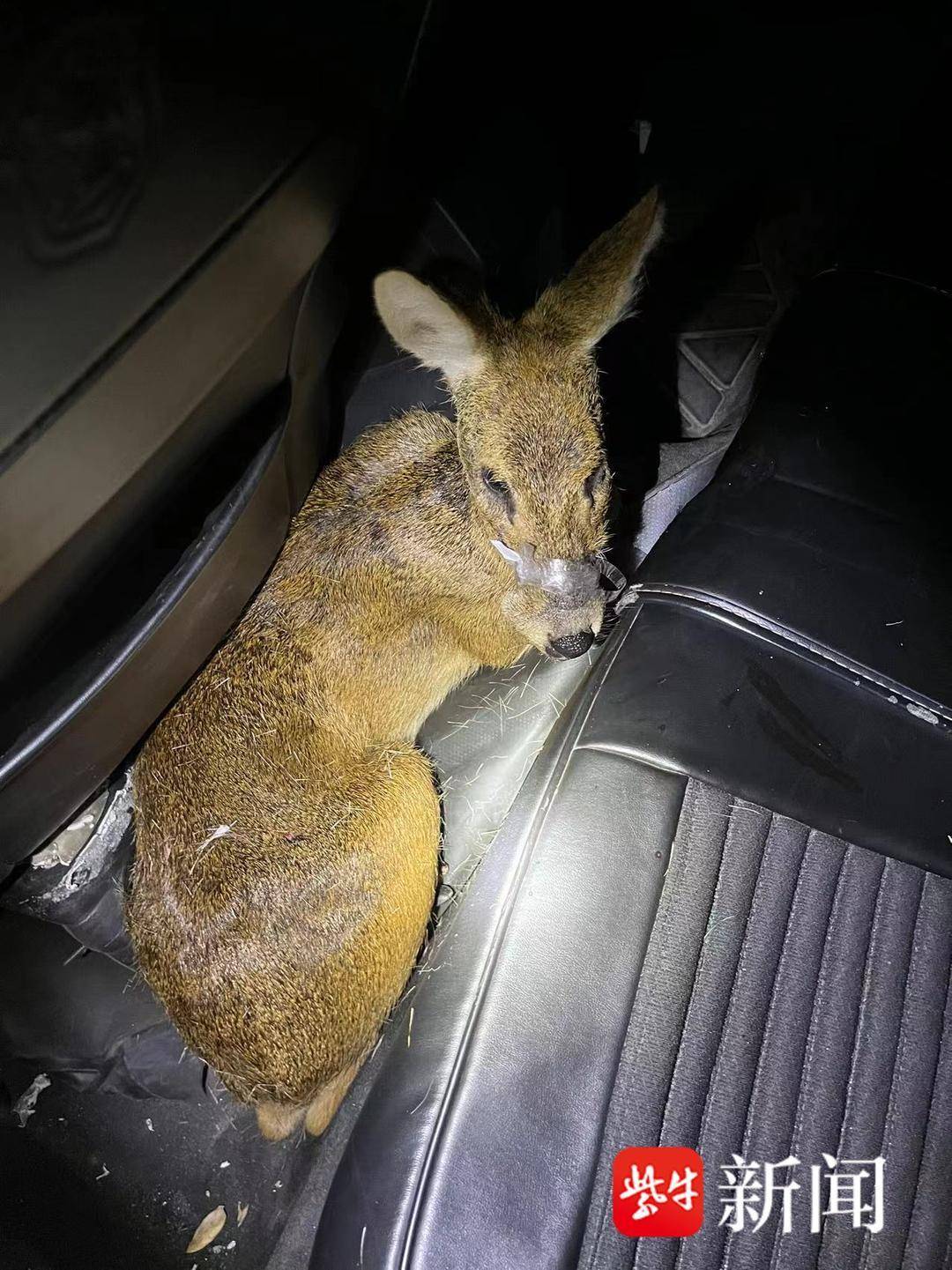 罕见獐子被卡栅栏间，警民合力助它脱困