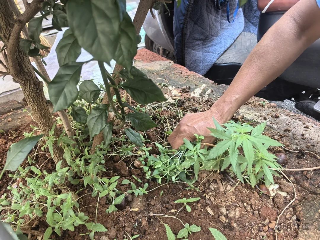 街边绿化带惊现野生大麻,热心市民忙举报! 街边绿化带惊现野生大麻,热心市民忙举报!