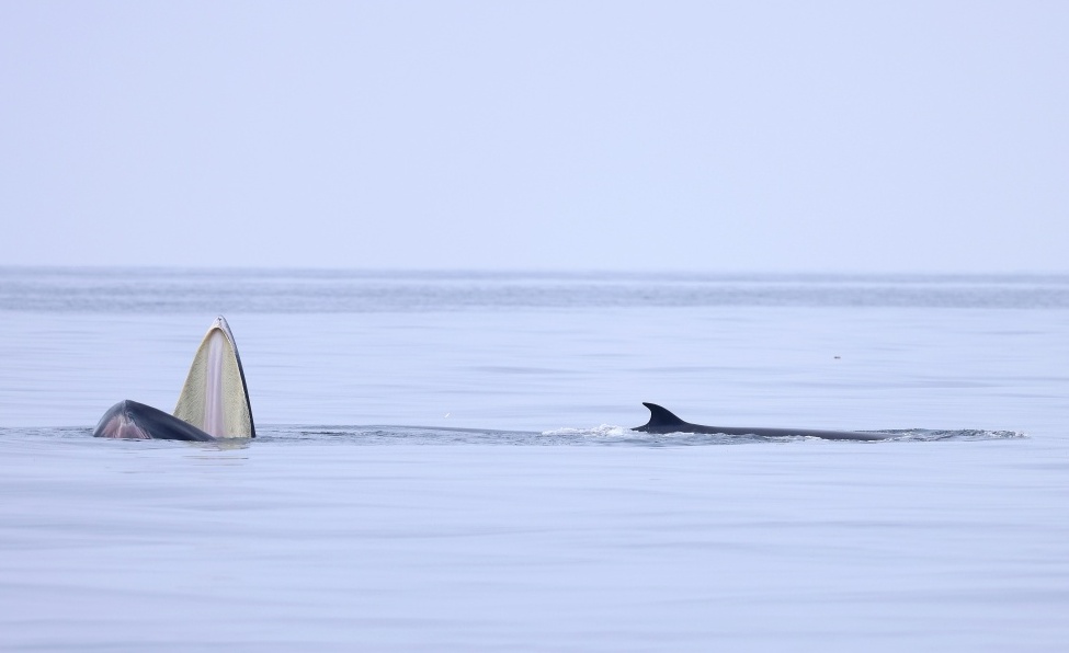 两对布氏鲸母子现身广西涠洲岛海域 两对布氏鲸母子现身广西涠洲岛海域