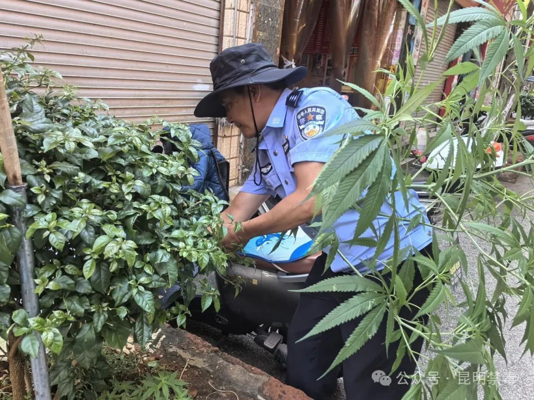 街边绿化带惊现野生大麻,热心市民忙举报! 街边绿化带惊现野生大麻,热心市民忙举报!