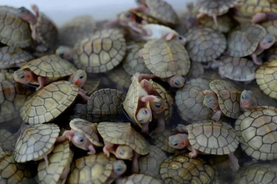 全国首例,非法引进外来入侵物种判处有期徒刑九个月 全国首例,非法引进外来入侵物种判处有期徒刑九个月