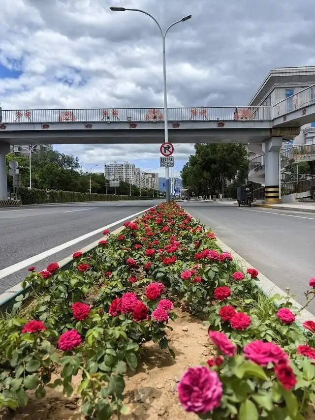 40年来首次落地中国！第九届国际月季大会明年5月“香约永定”