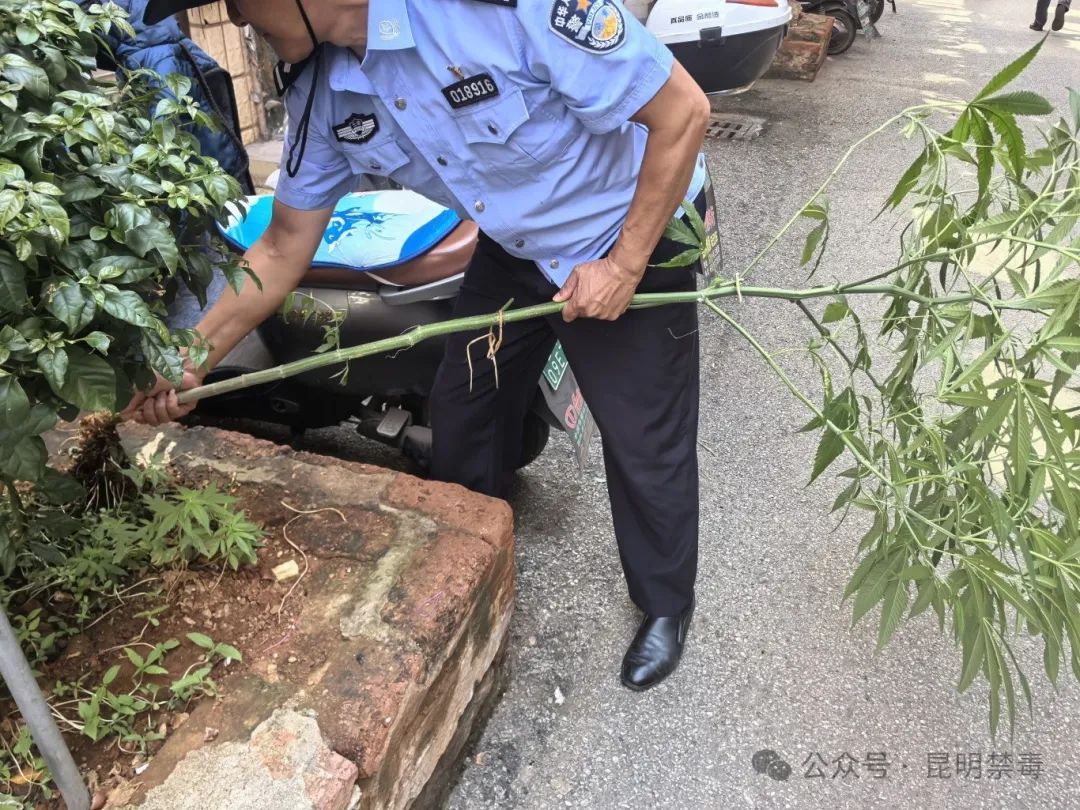 街边绿化带惊现野生大麻,热心市民忙举报! 街边绿化带惊现野生大麻,热心市民忙举报!