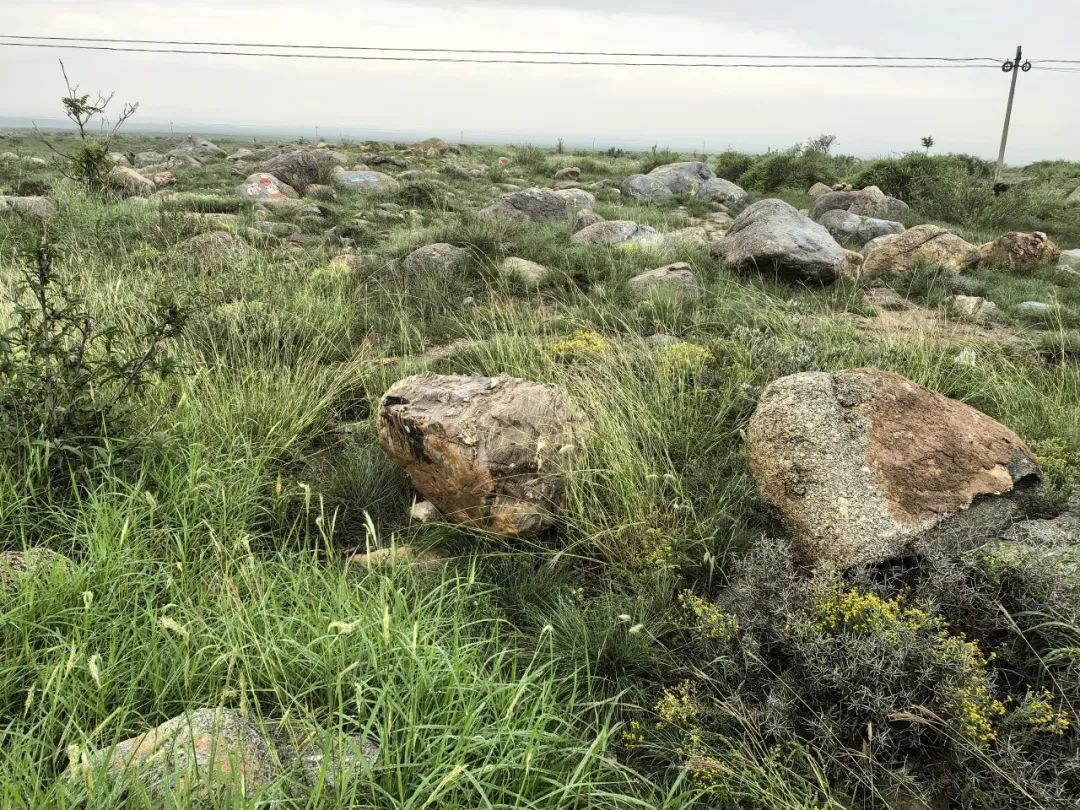 前往贺兰山的沙葱采摘大军，请错峰挖“葱”！