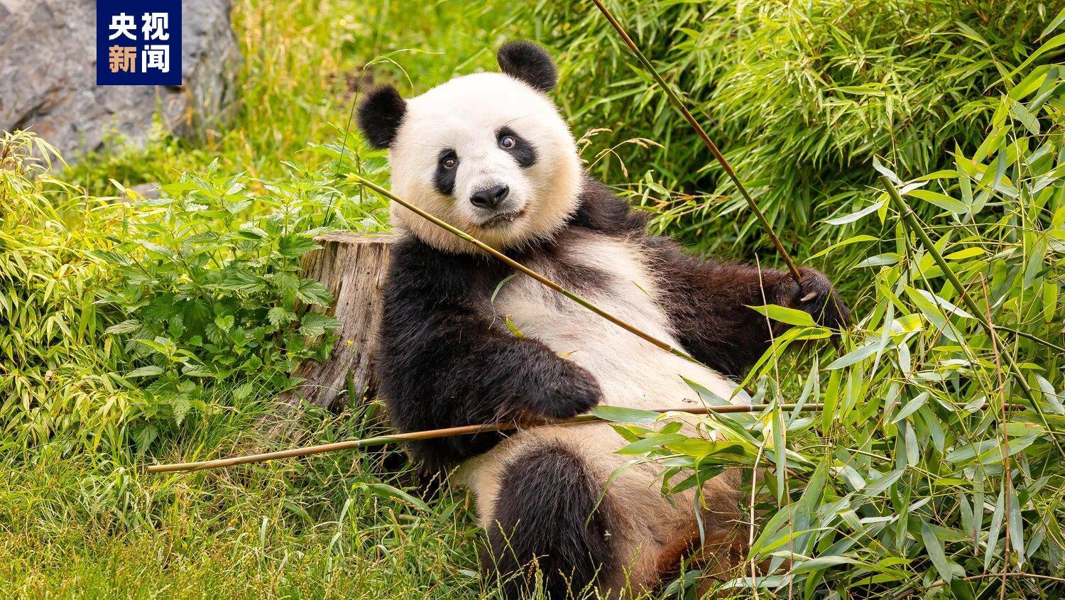 萌化啦！在德国出生的双胞胎熊猫宝宝一公斤体重达成