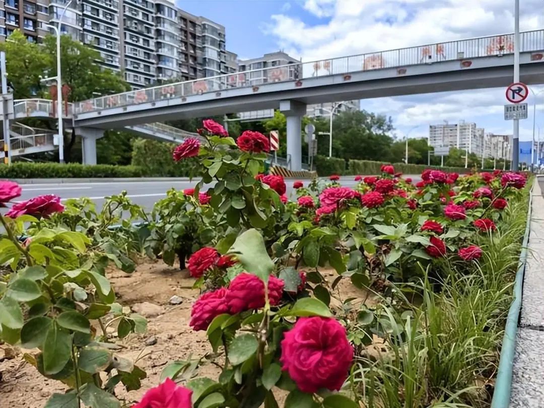 40年来首次落地中国！第九届国际月季大会明年5月“香约永定”