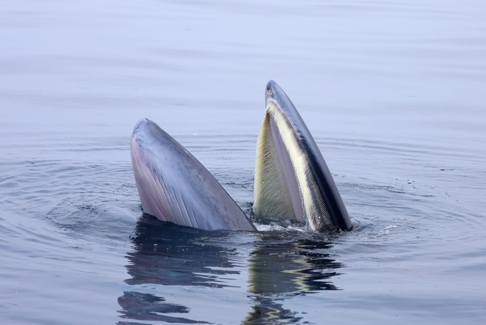 两对布氏鲸母子现身广西涠洲岛海域 两对布氏鲸母子现身广西涠洲岛海域