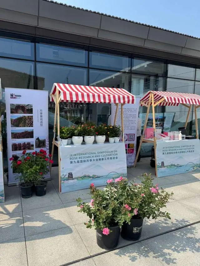 40年来首次落地中国！第九届国际月季大会明年5月“香约永定”
