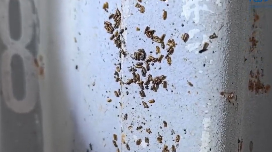 铜陵海关截获2300余只！可传播多种疾病