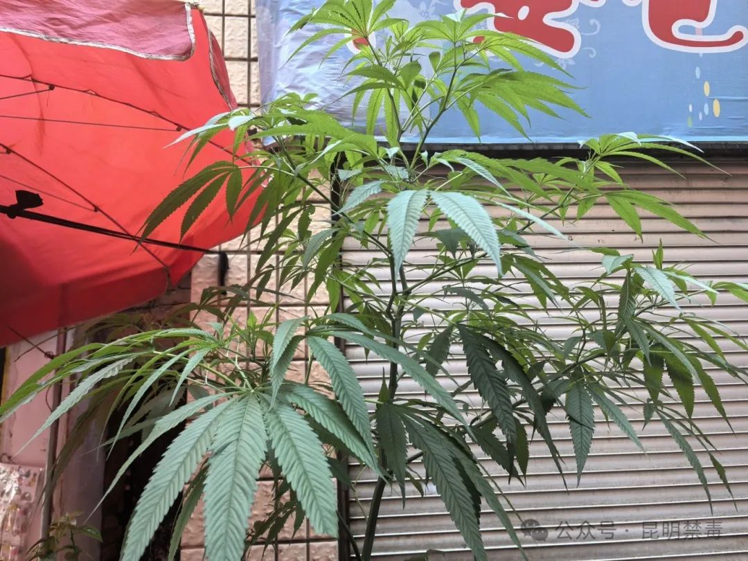 街边绿化带惊现野生大麻,热心市民忙举报! 街边绿化带惊现野生大麻,热心市民忙举报!