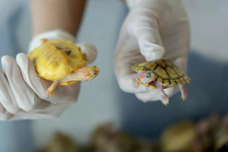 全国首例,非法引进外来入侵物种判处有期徒刑九个月 全国首例,非法引进外来入侵物种判处有期徒刑九个月