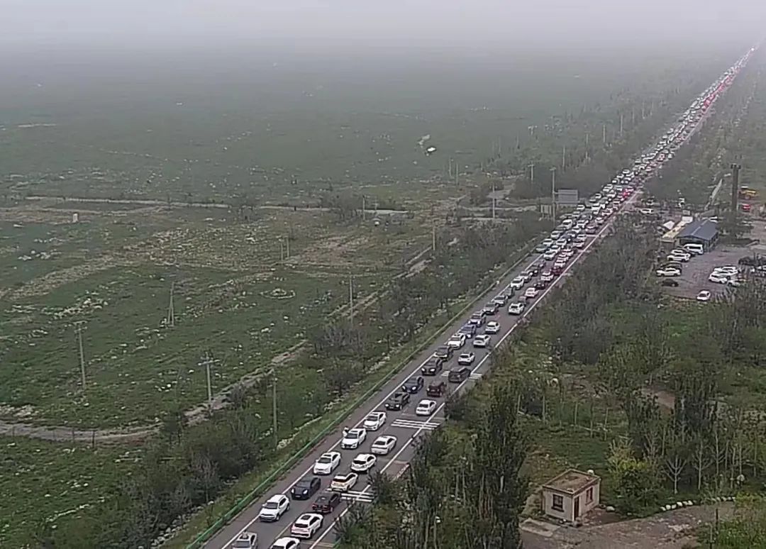 前往贺兰山的沙葱采摘大军，请错峰挖“葱”！