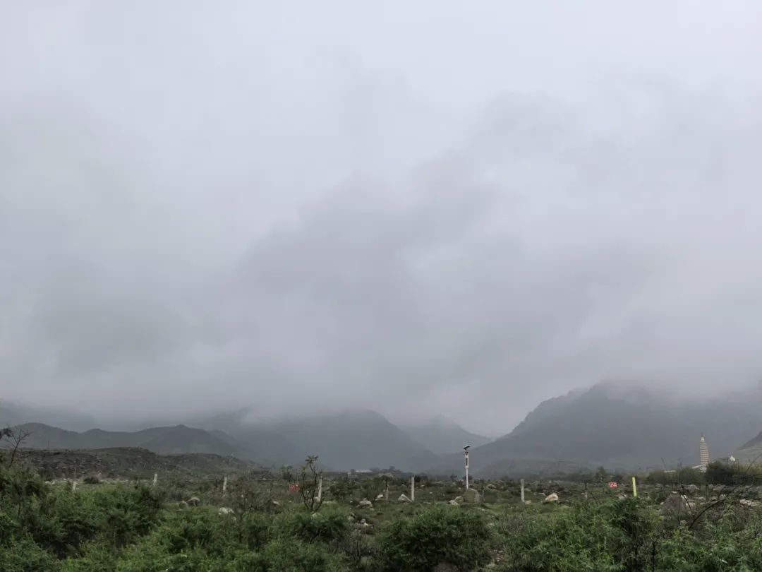 前往贺兰山的沙葱采摘大军，请错峰挖“葱”！