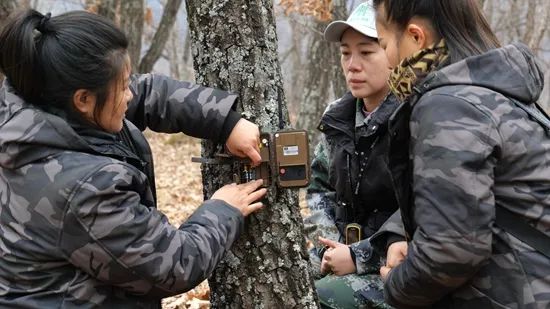 一群姑娘，上山做虎虎豹豹“铲屎官”！她们说：想永不碰面……