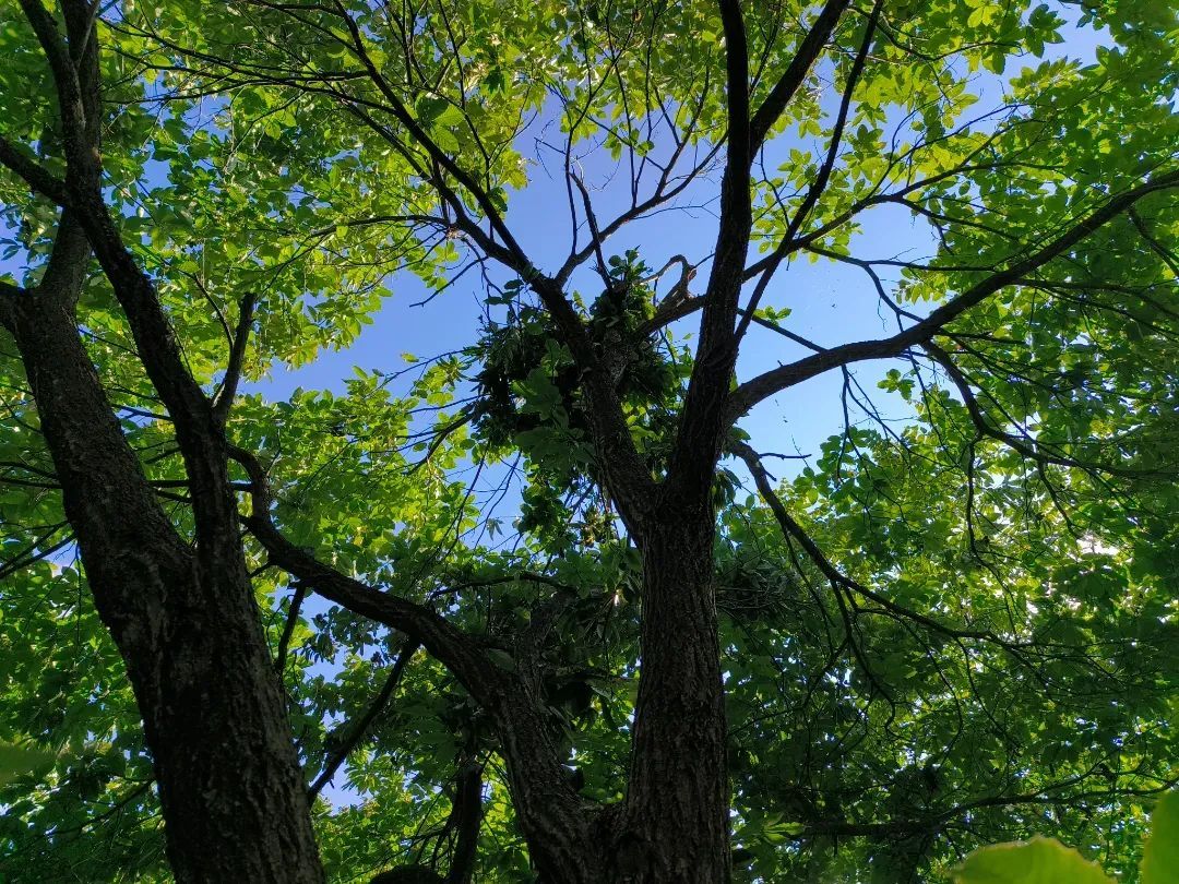 小心熊出没!云南一地发布安全提示 小心熊出没!云南一地发布安全提示