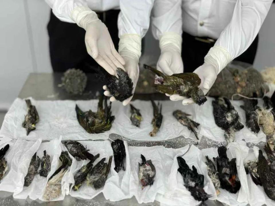 濒危动物,旅客拉杆箱内发现鸟类尸体25只 濒危动物,旅客拉杆箱内发现鸟类尸体25只