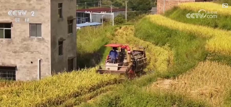 水稻喜迎丰收季：稻谷满仓，农忙景象绘就秋日最美画卷