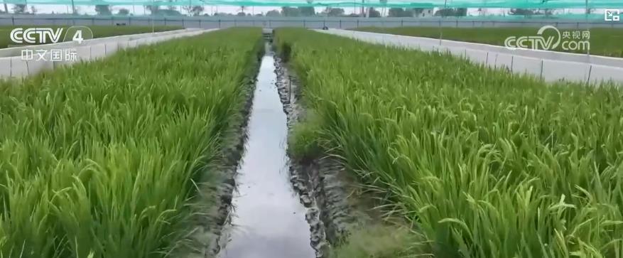 第七届中国农民丰收节:五谷丰登 瓜果飘香 全国各地共绘丰收好风光 第七届中国农民丰收节:五谷丰登 瓜果飘香 全国各地共绘丰收好风光