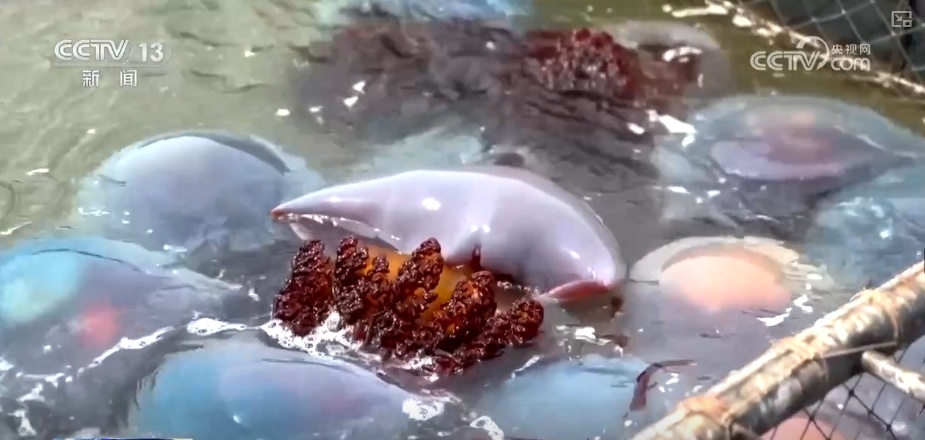 中国农民丰收节 | 海洋的馈赠是人与自然和谐共处的见证
