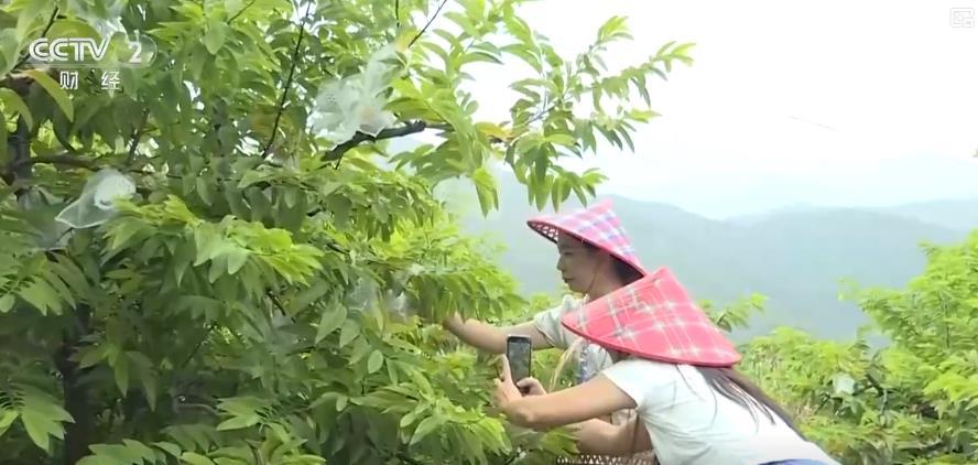 金秋硕果满枝头 应季水果产销两旺庆丰收