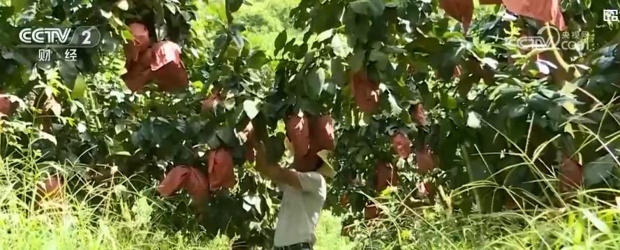 金秋硕果满枝头 应季水果产销两旺庆丰收