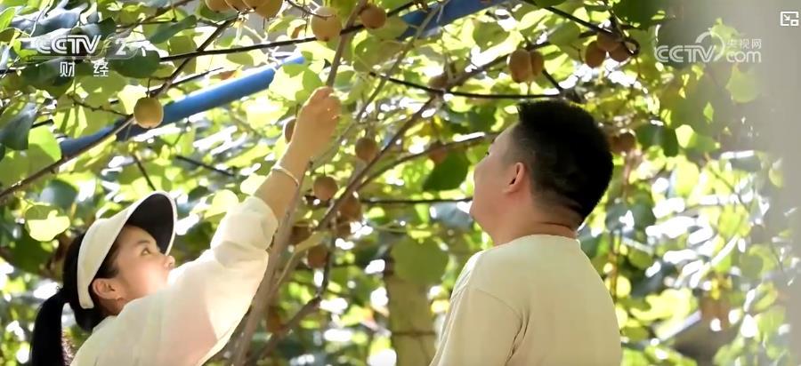 金秋时节果飘香 乡村振兴好“丰”光