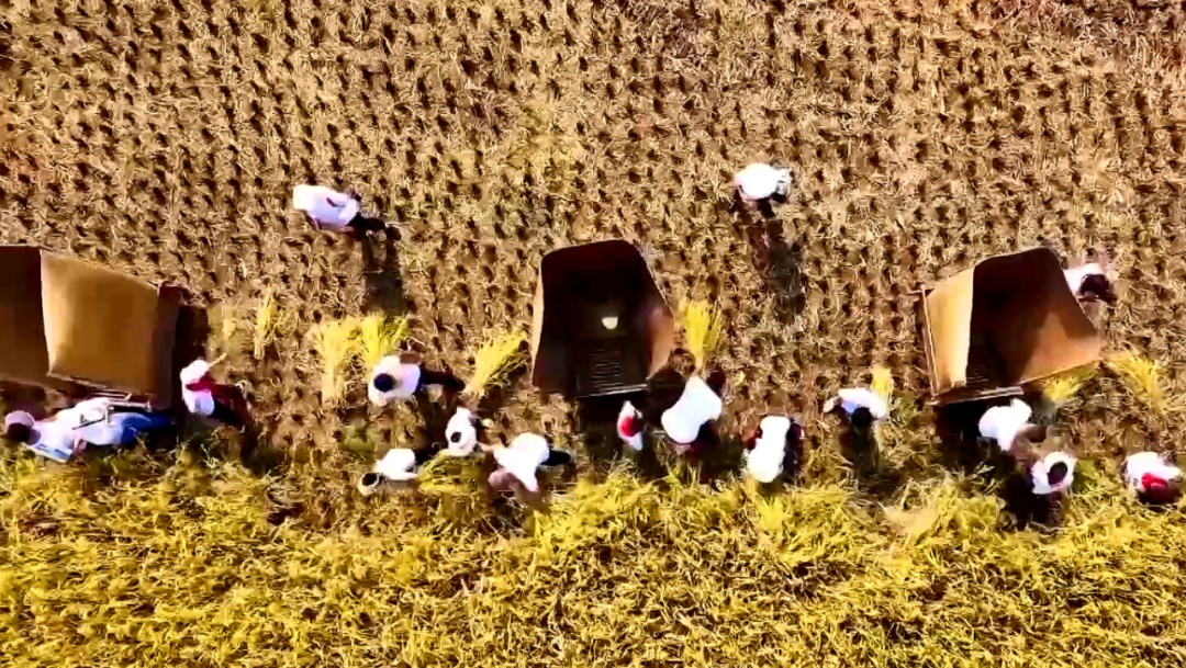 秋分至 丰收时 | @所有人，中国农民丰收节来了！