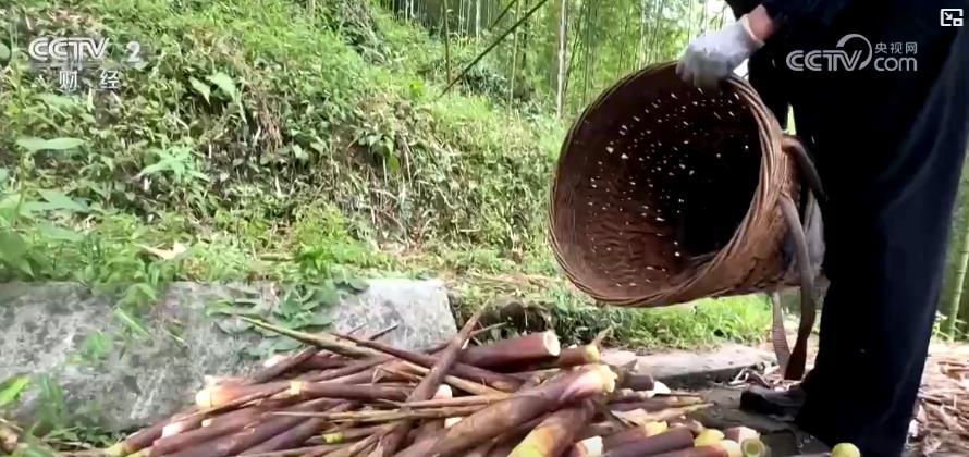 年产值破两千万!大熊猫的“专供笋”成了村民的“致富笋” 年产值破两千万!大熊猫的“专供笋”成了村民的“致富笋”