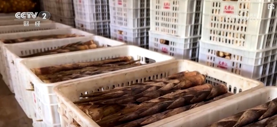 年产值破两千万!大熊猫的“专供笋”成了村民的“致富笋” 年产值破两千万!大熊猫的“专供笋”成了村民的“致富笋”