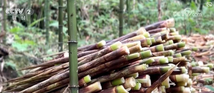 年产值破两千万!大熊猫的“专供笋”成了村民的“致富笋” 年产值破两千万!大熊猫的“专供笋”成了村民的“致富笋”