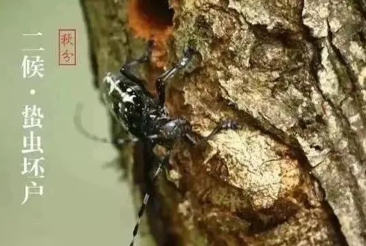 今日秋分 | &nbsp;风清露冷秋期半，叶老枝疏夜渐长