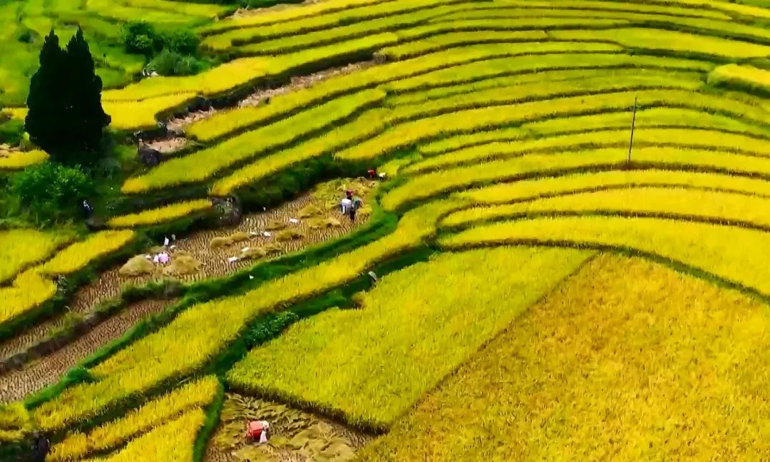 秋分至 丰收时 | @所有人，中国农民丰收节来了！