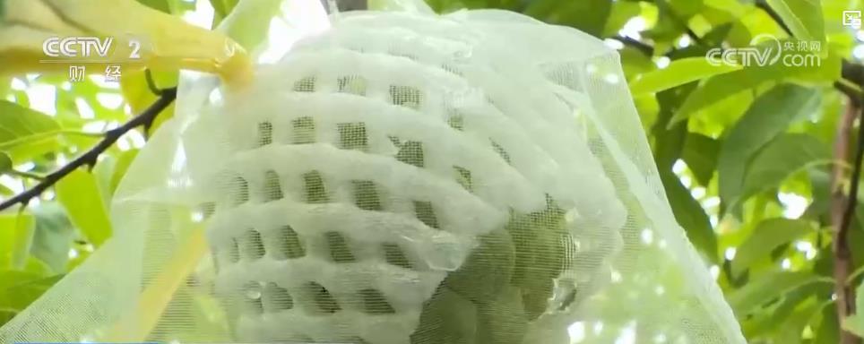 金秋硕果满枝头 应季水果产销两旺庆丰收
