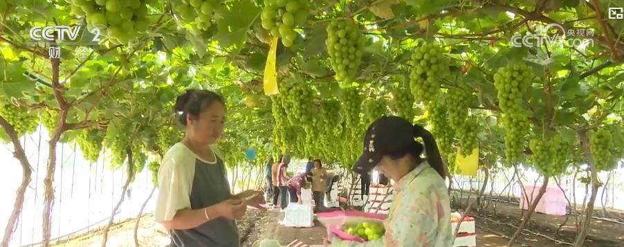 金秋时节果飘香 乡村振兴好“丰”光
