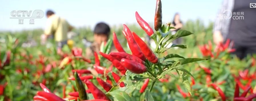 金秋时节果飘香 乡村振兴好“丰”光