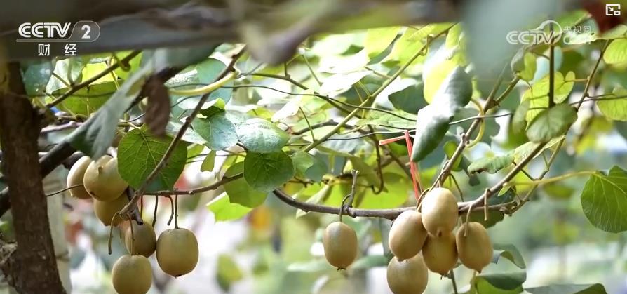 金秋时节果飘香 乡村振兴好“丰”光