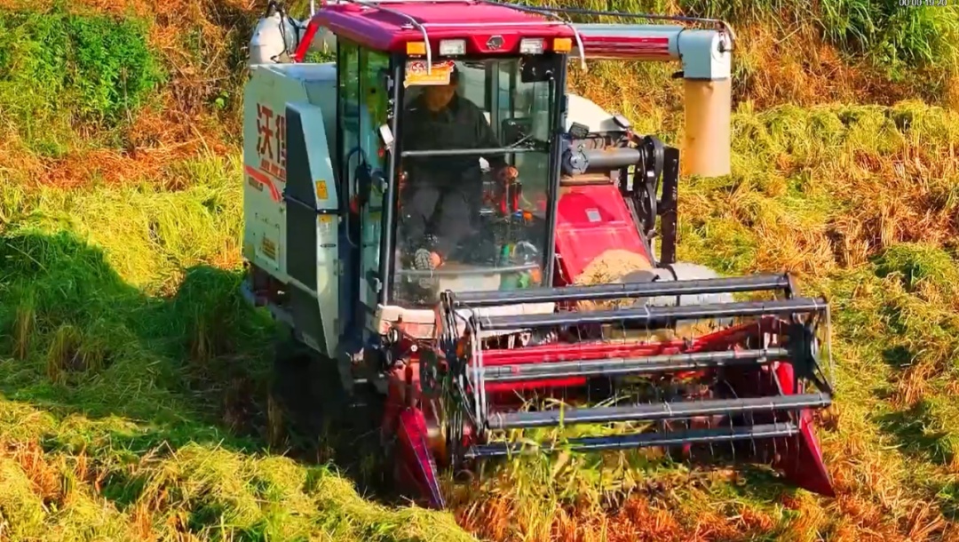 秋分至 丰收时 | @所有人，中国农民丰收节来了！