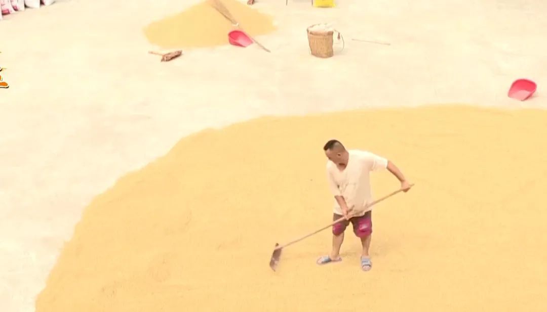 秋分至 丰收时 | @所有人，中国农民丰收节来了！