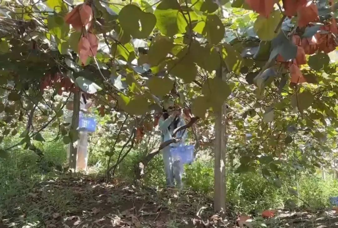 秋分至 丰收时 | @所有人，中国农民丰收节来了！