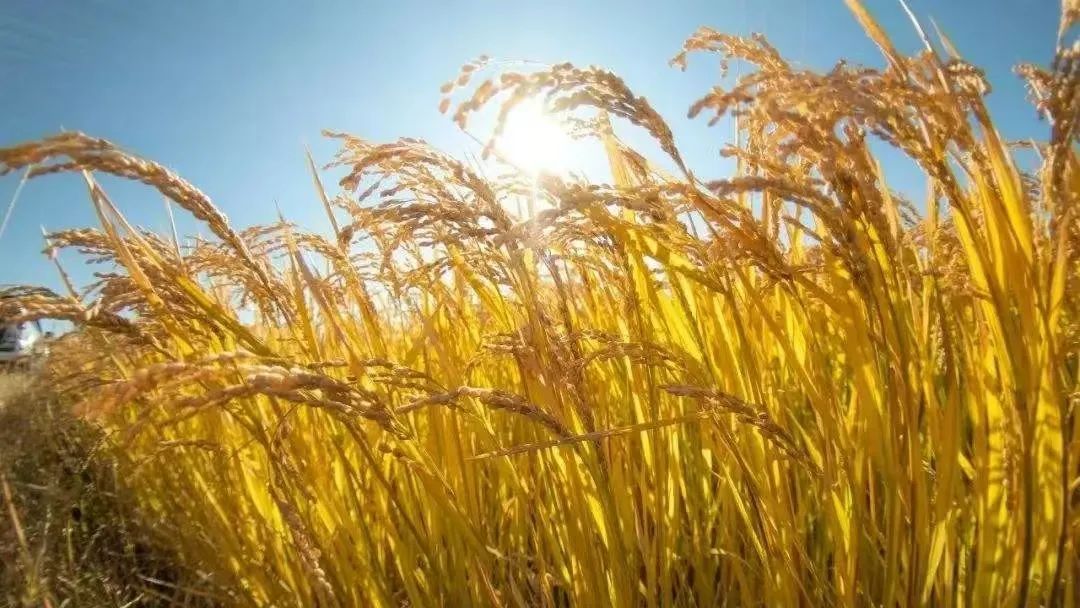 今日秋分 | &nbsp;风清露冷秋期半，叶老枝疏夜渐长