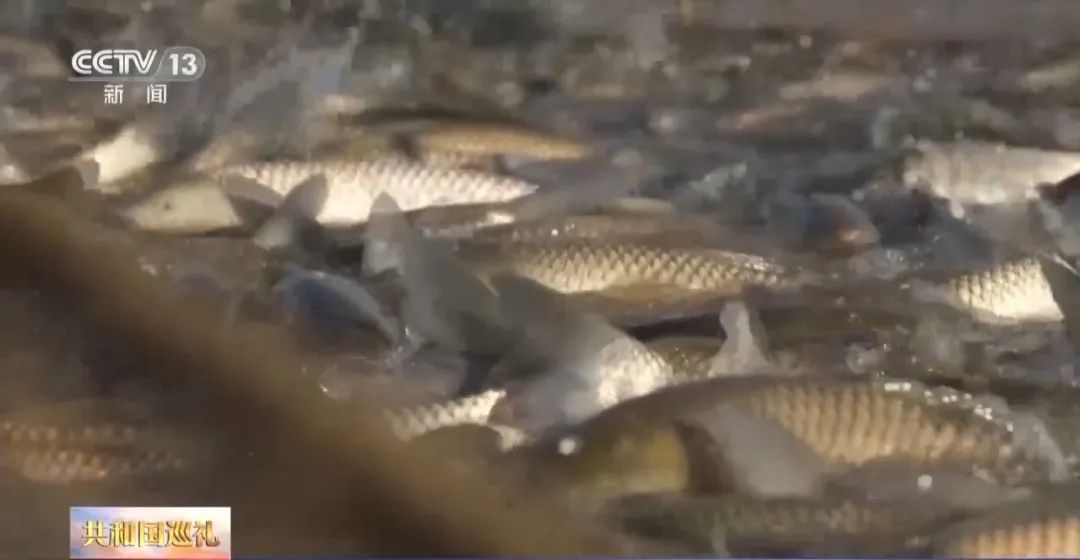 广东人追求的“鲜”,有了“科技味” 广东人追求的“鲜”,有了“科技味”