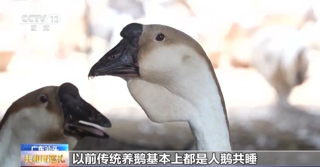 广东人追求的“鲜”,有了“科技味” 广东人追求的“鲜”,有了“科技味”